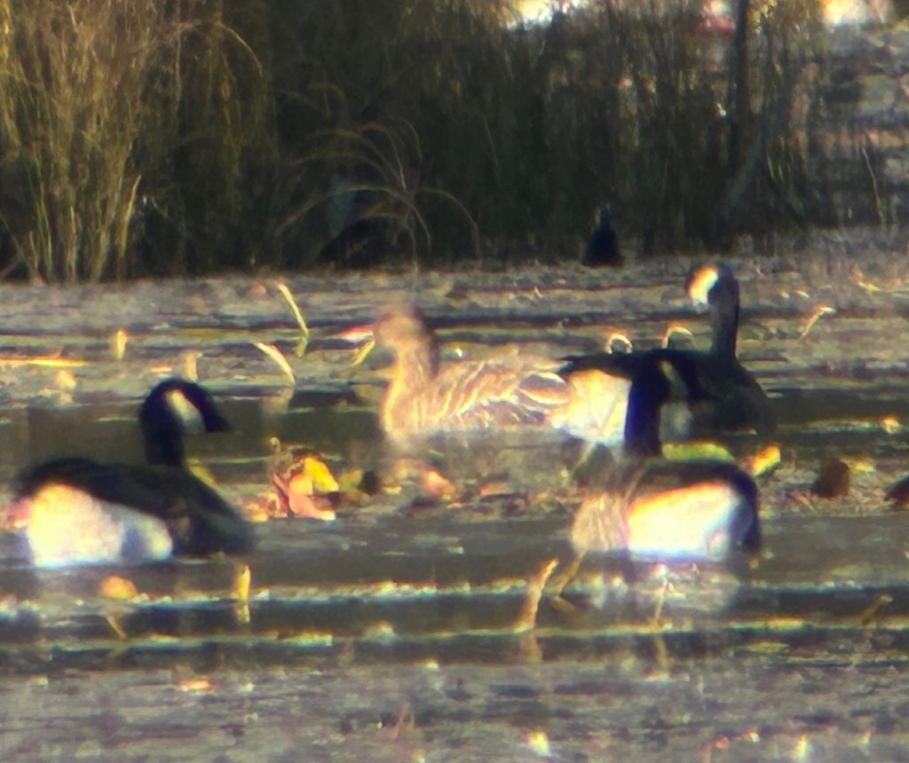 Pink-footed Goose - ML643537687