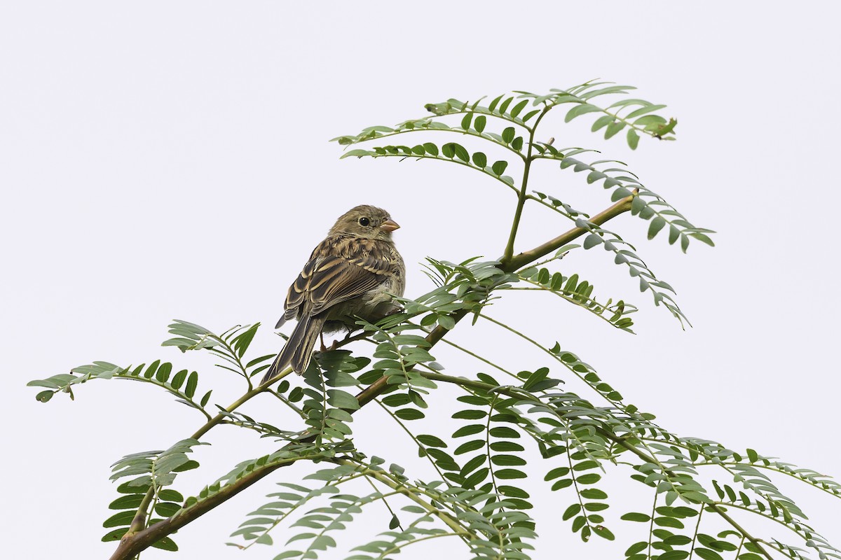 markspurv - ML643537688