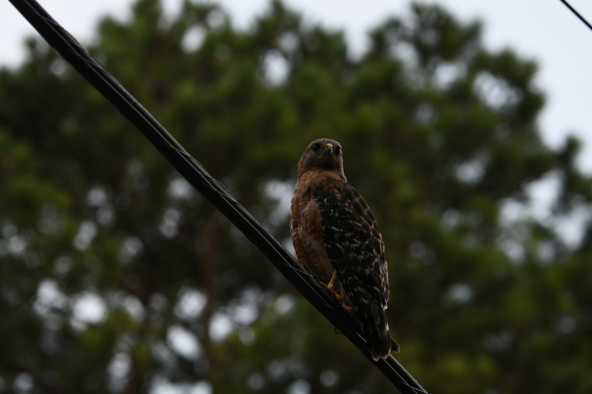 Red-shouldered Hawk - ML643537689