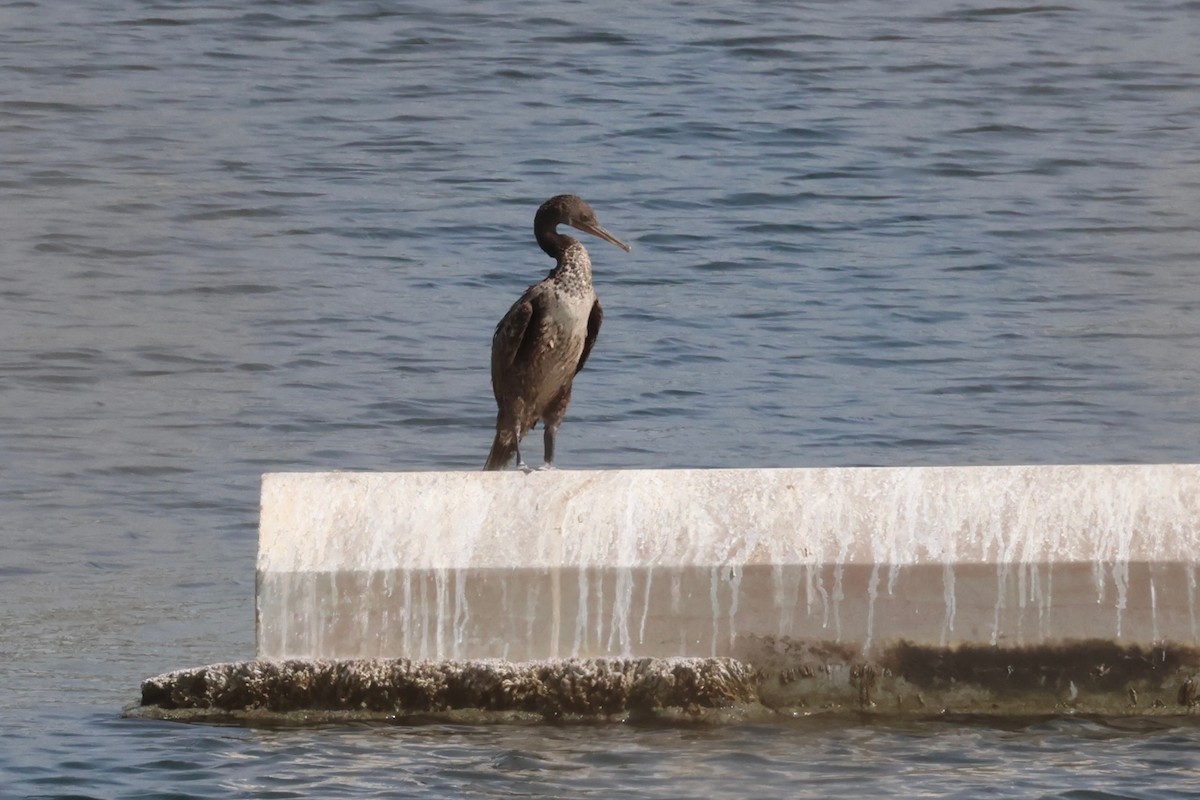 Socotra Cormorant - ML643537717
