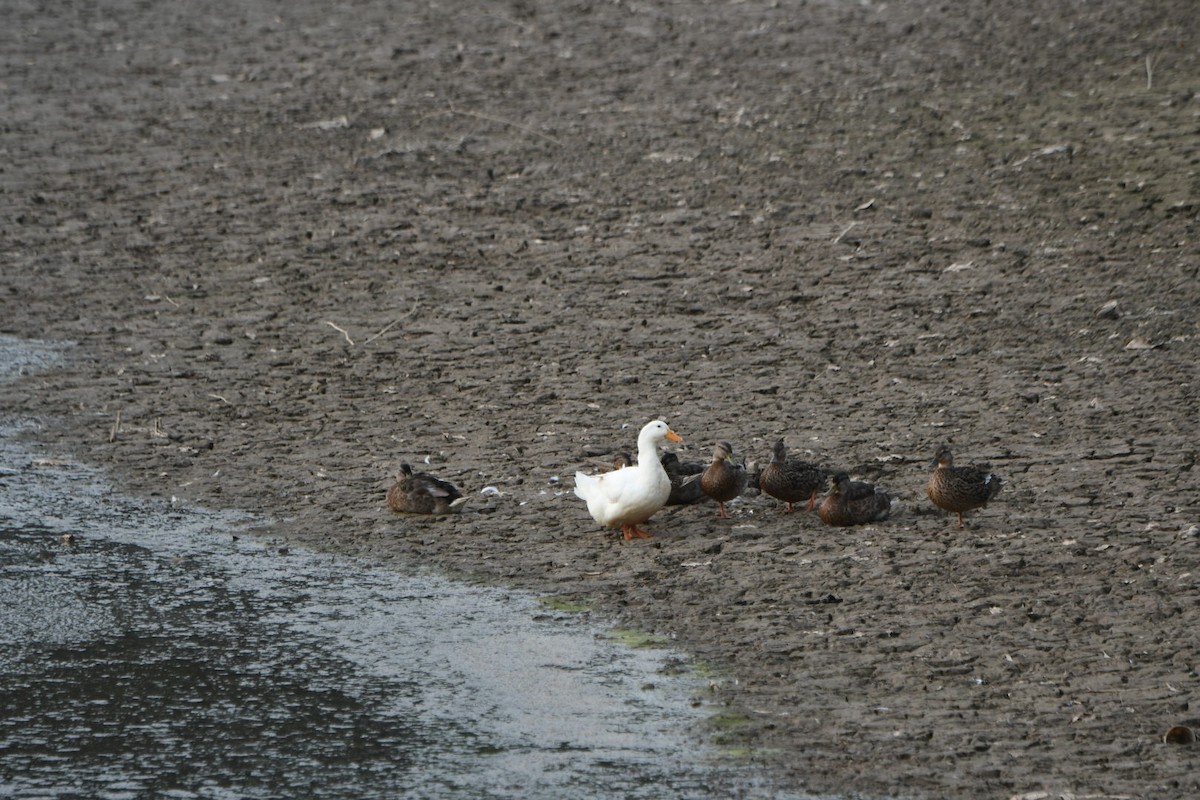 Canard colvert (forme domestique) - ML643537723