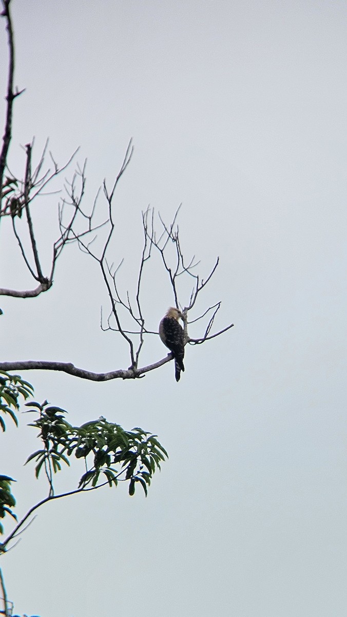 Yellow-headed Caracara - ML643537729
