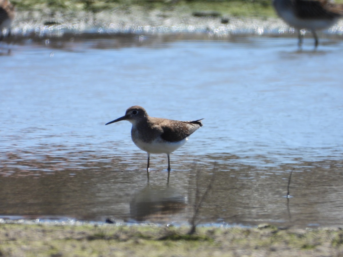 Solitary Sandpiper - ML643537730