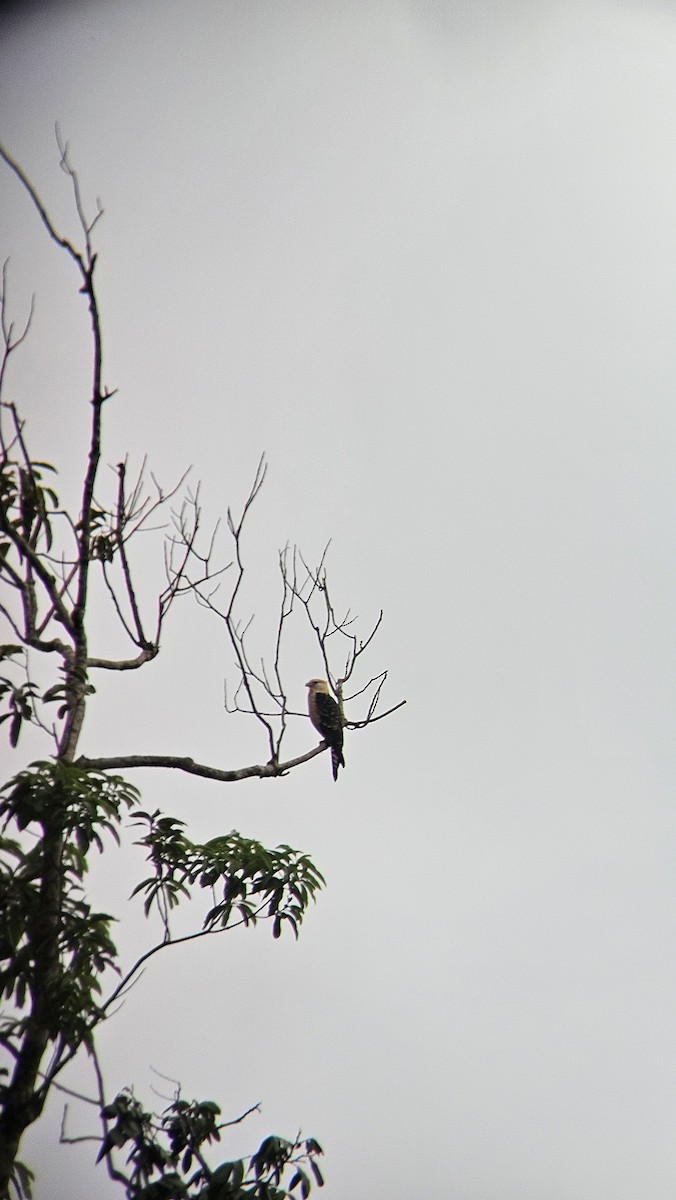 Yellow-headed Caracara - ML643537731