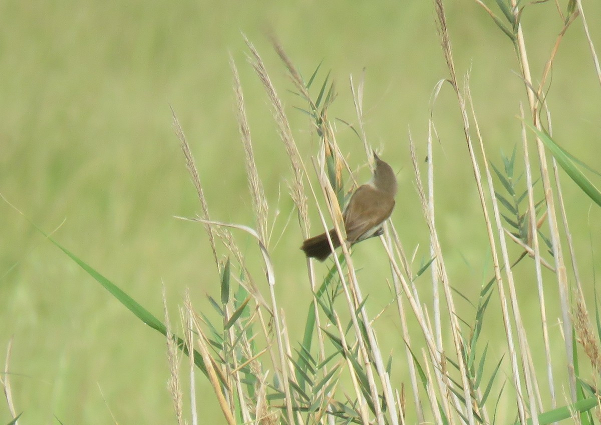 Little Rush Warbler - ML643537733