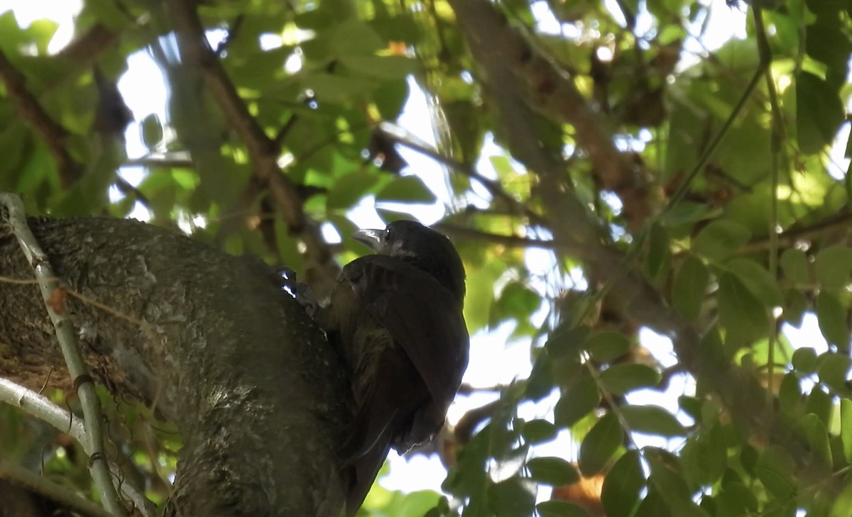 Cinnamon-throated Woodcreeper (rufigula) - ML643537735