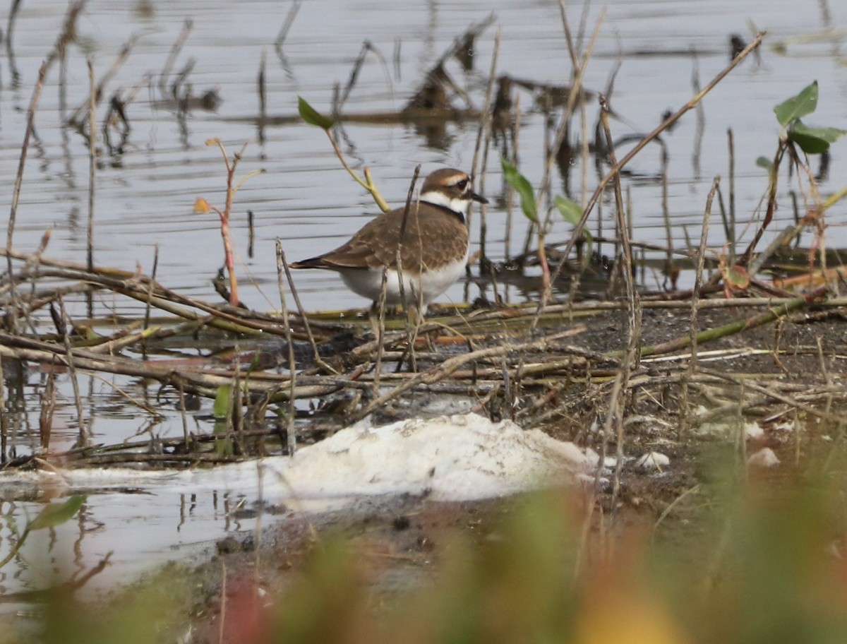 Killdeer - ML643537766