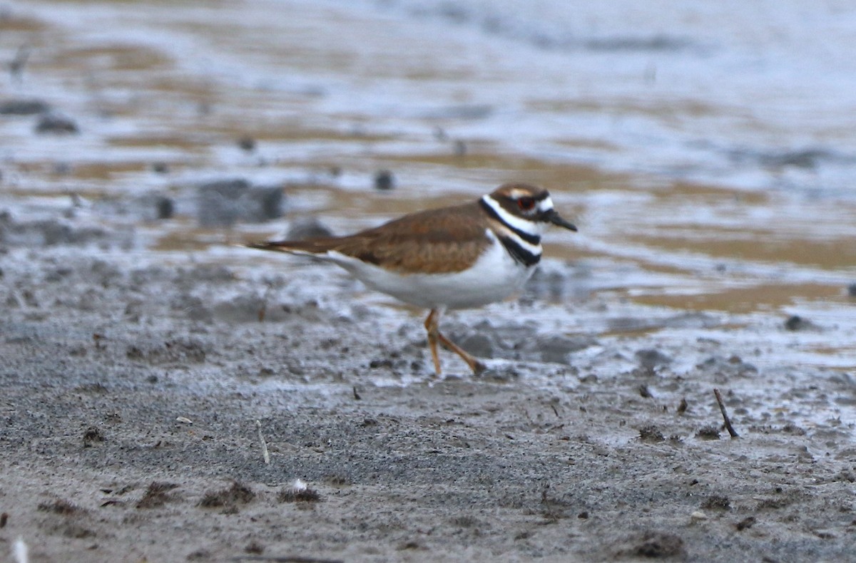 Killdeer - ML643537767