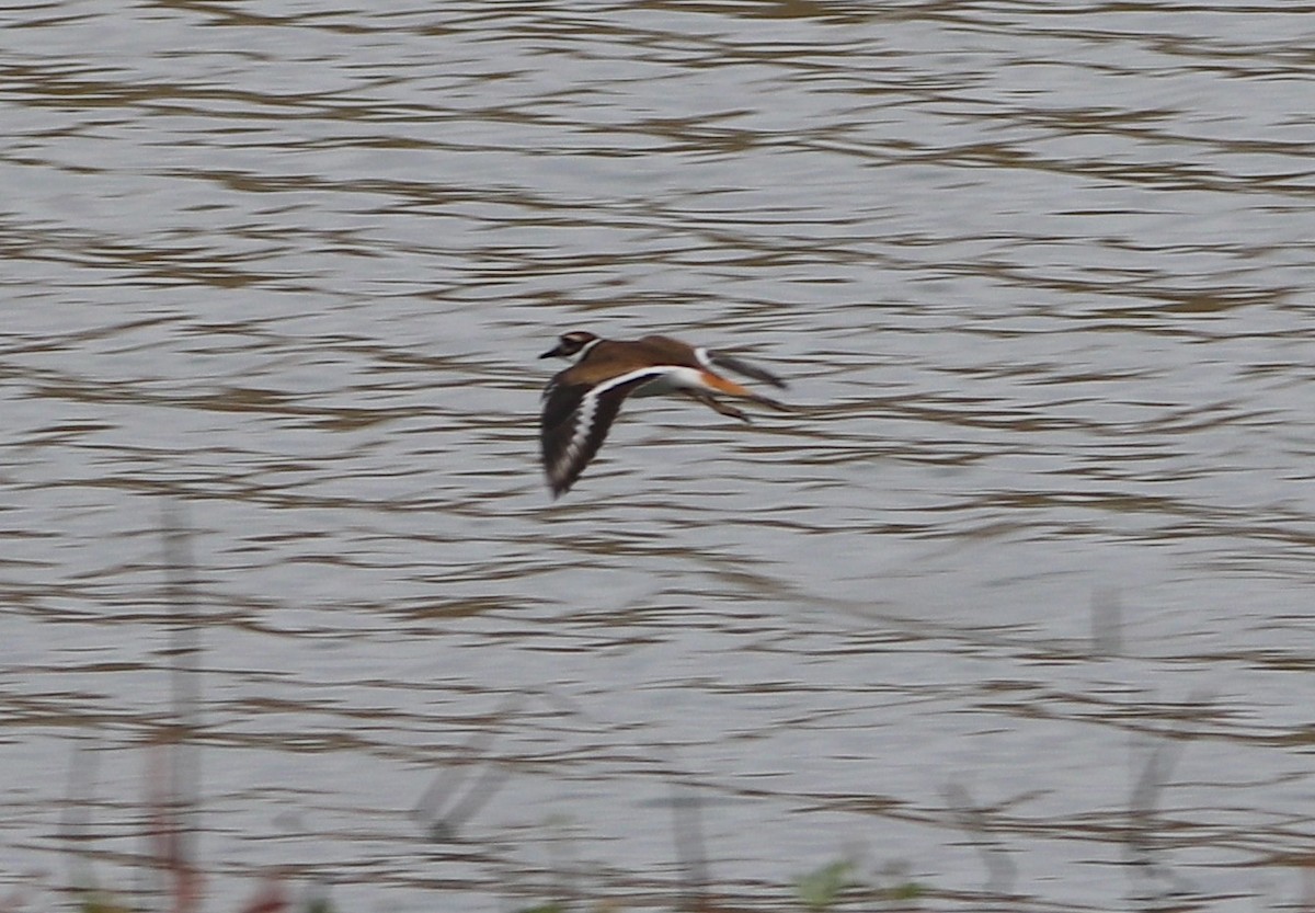 Killdeer - ML643537768