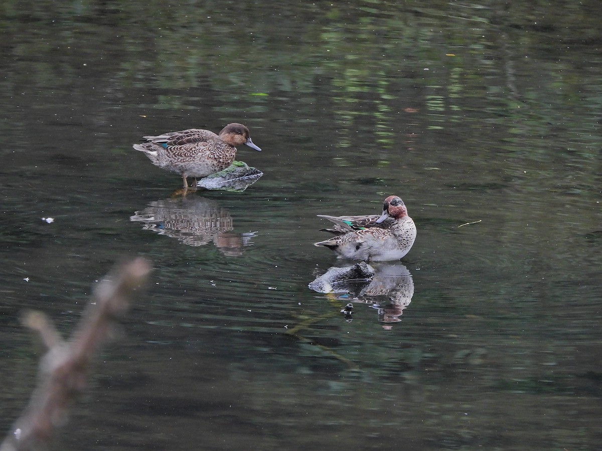 Green-winged Teal - ML643537772