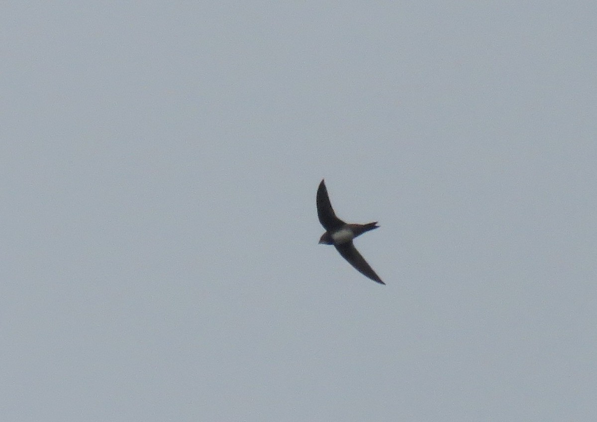 シロハラアマツバメ - ML643537776