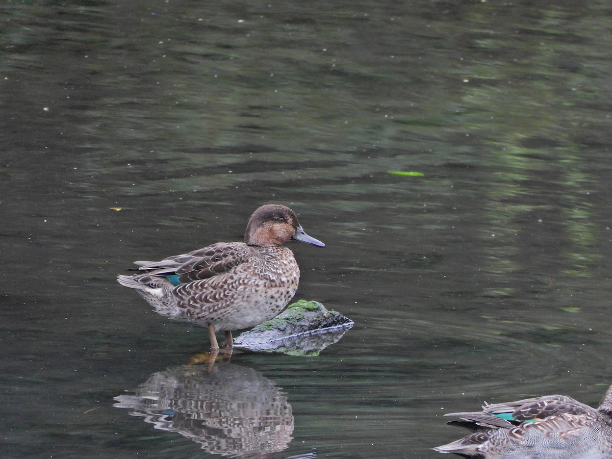 Green-winged Teal - ML643537783