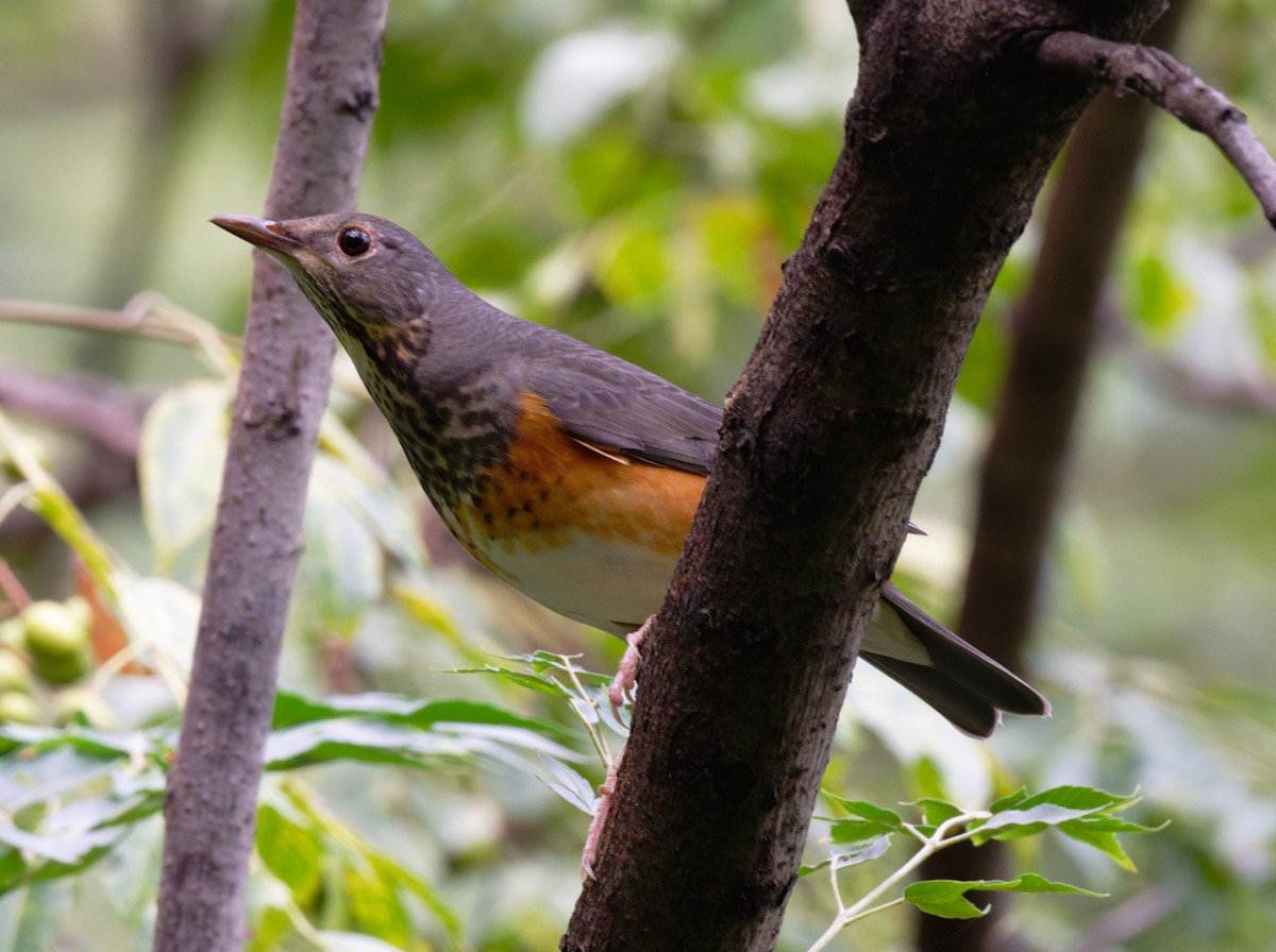 Gray-backed Thrush - ML643537792