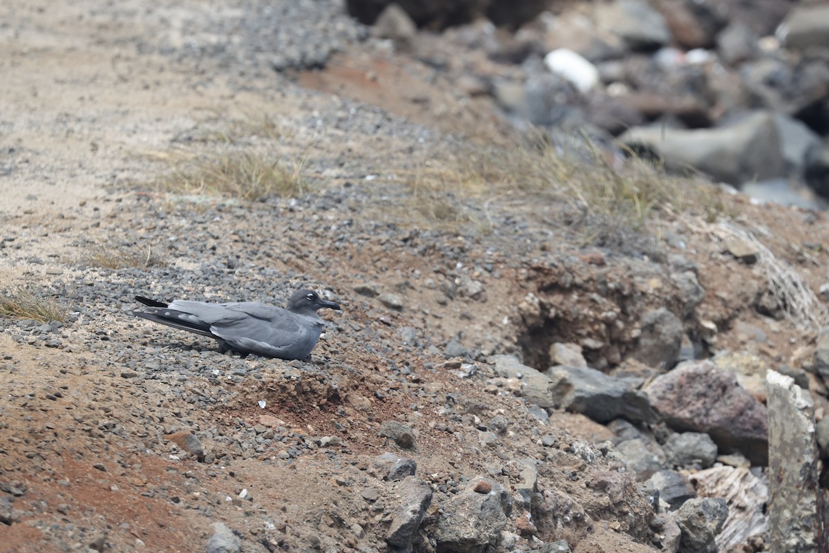 Lava Gull - ML643537802