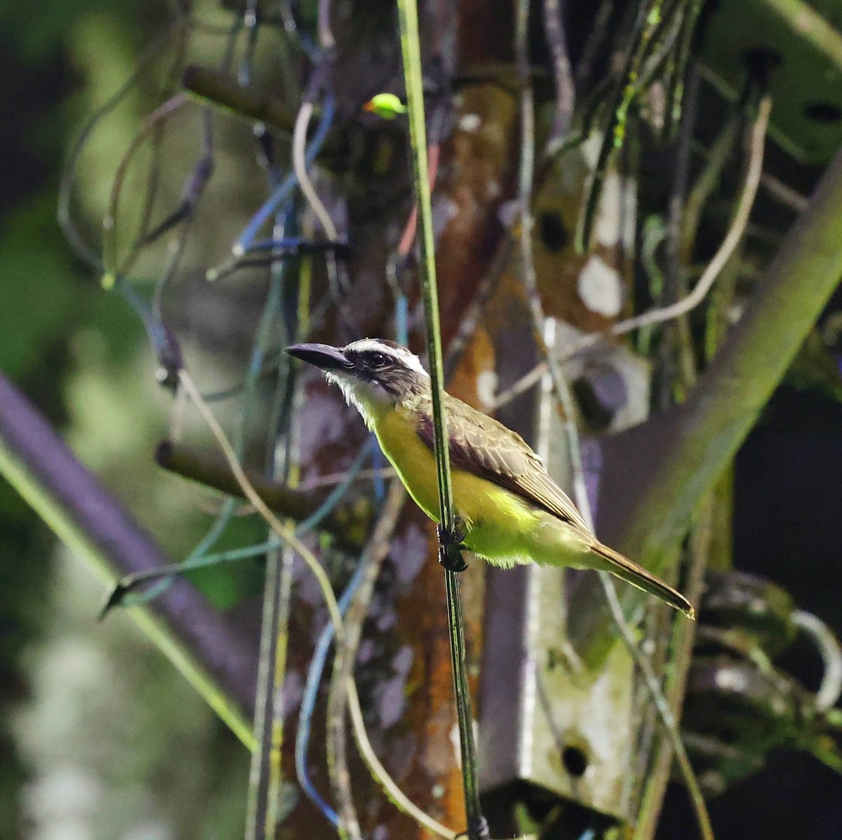 Boat-billed Flycatcher - ML643537807