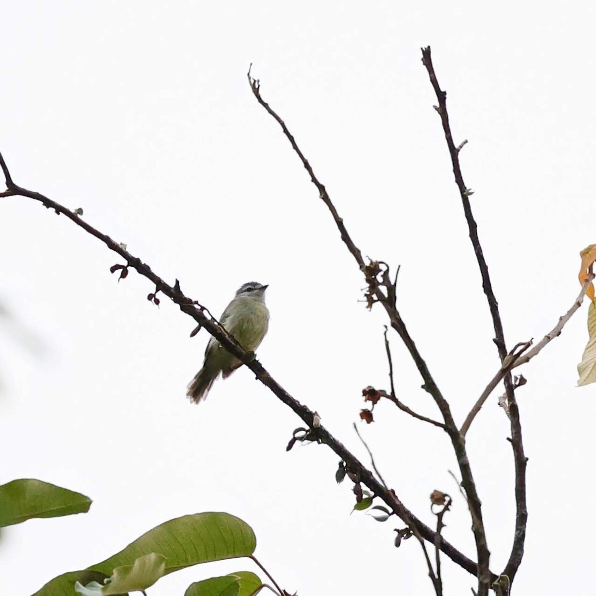 Planalto Tyrannulet - ML643537840
