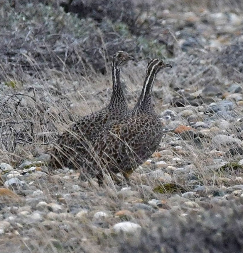 Patagonian Tinamou - ML643537863