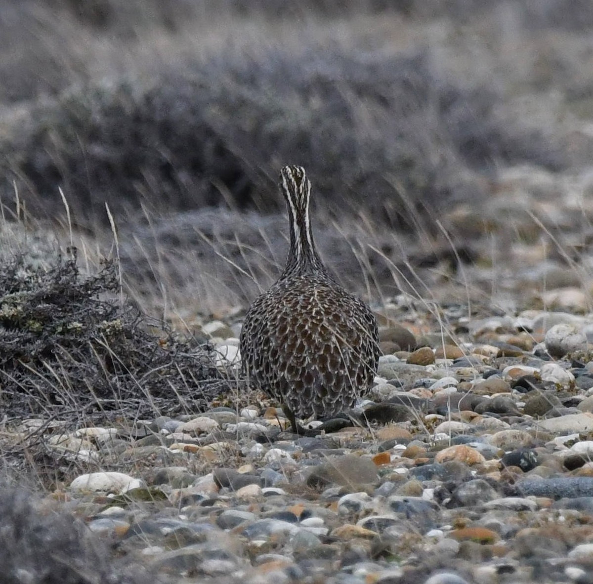 Patagonian Tinamou - ML643537864
