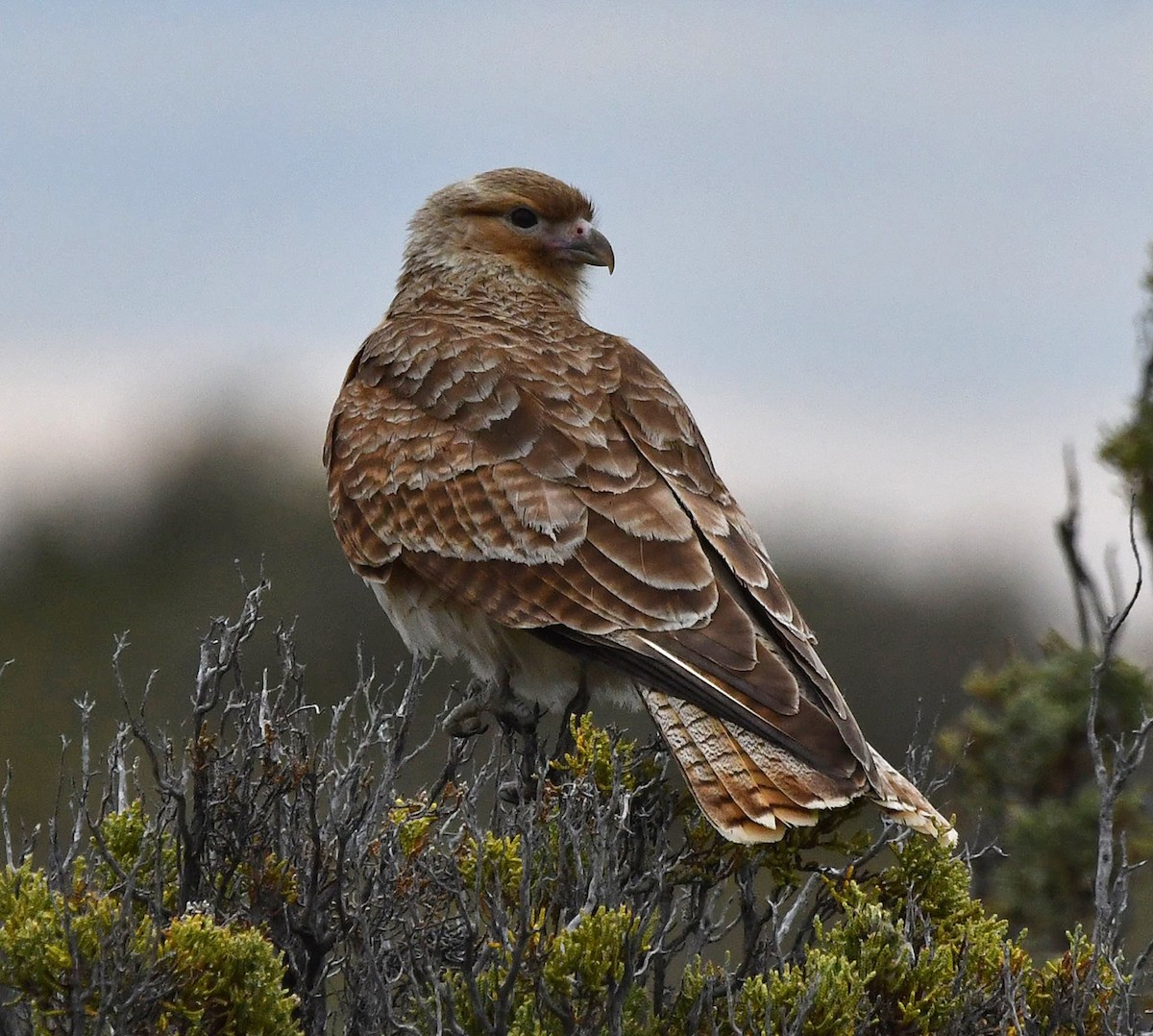 Chimango Caracara - ML643537871