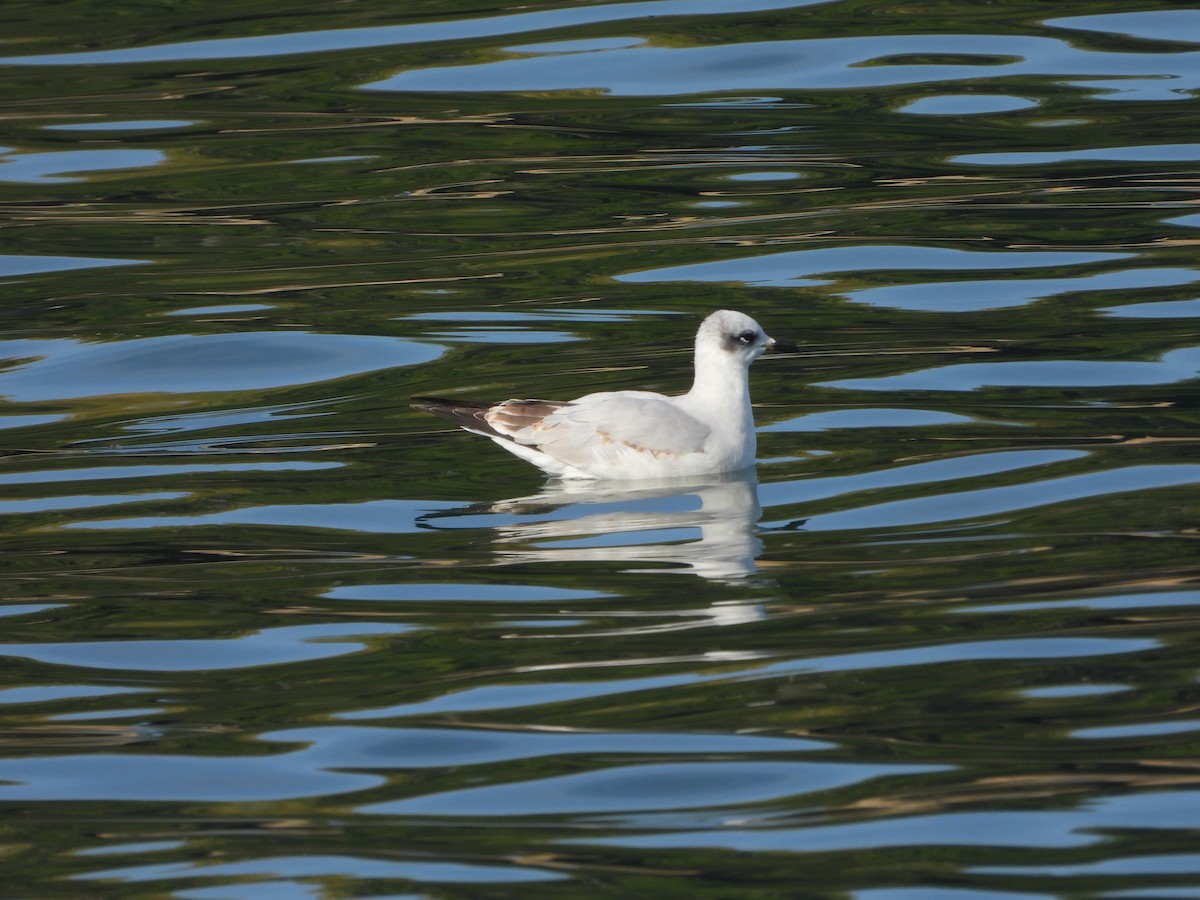 Mediterranean Gull - ML643537878