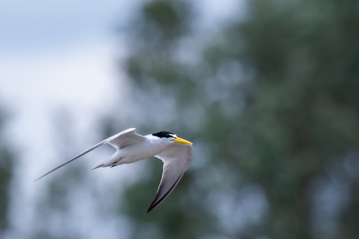 Yellow-billed Tern - ML643537880