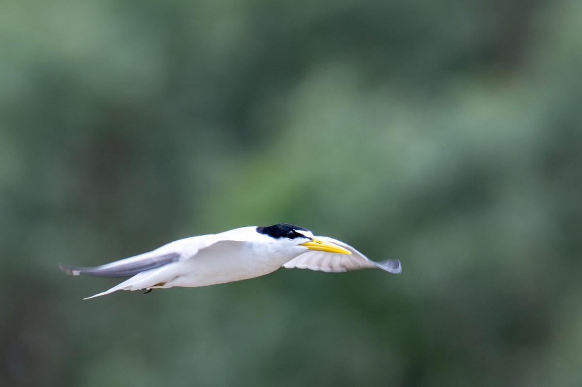 Yellow-billed Tern - ML643537881