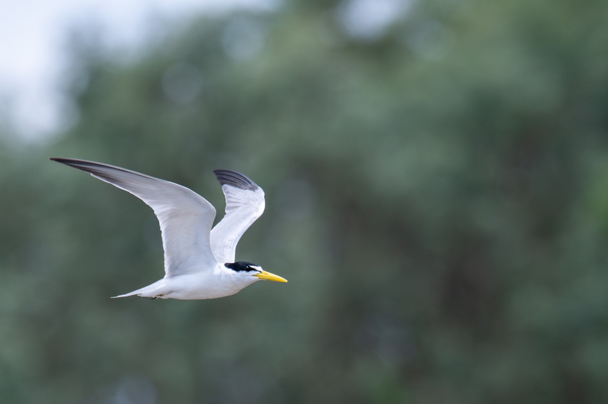 Yellow-billed Tern - ML643537882