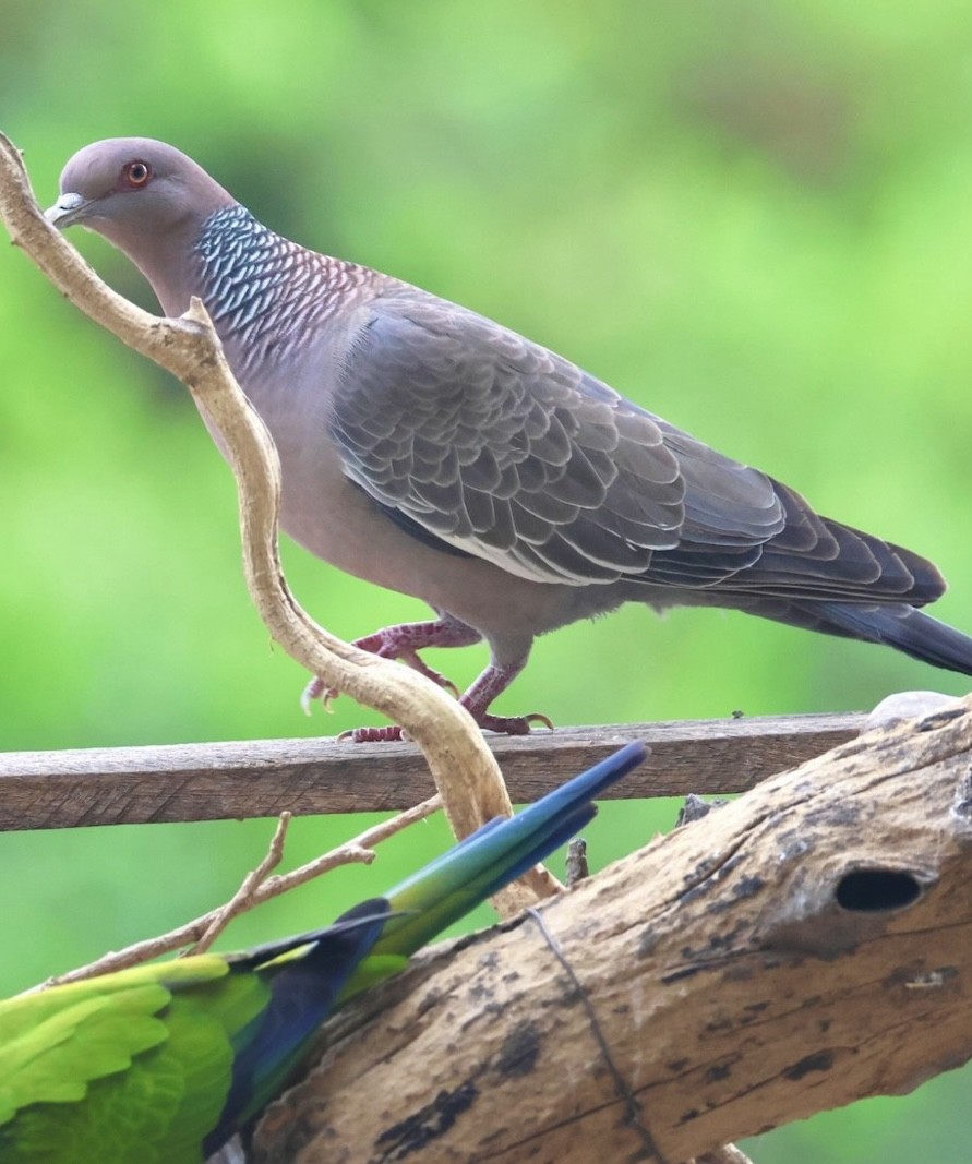 Picazuro Pigeon - ML643537894