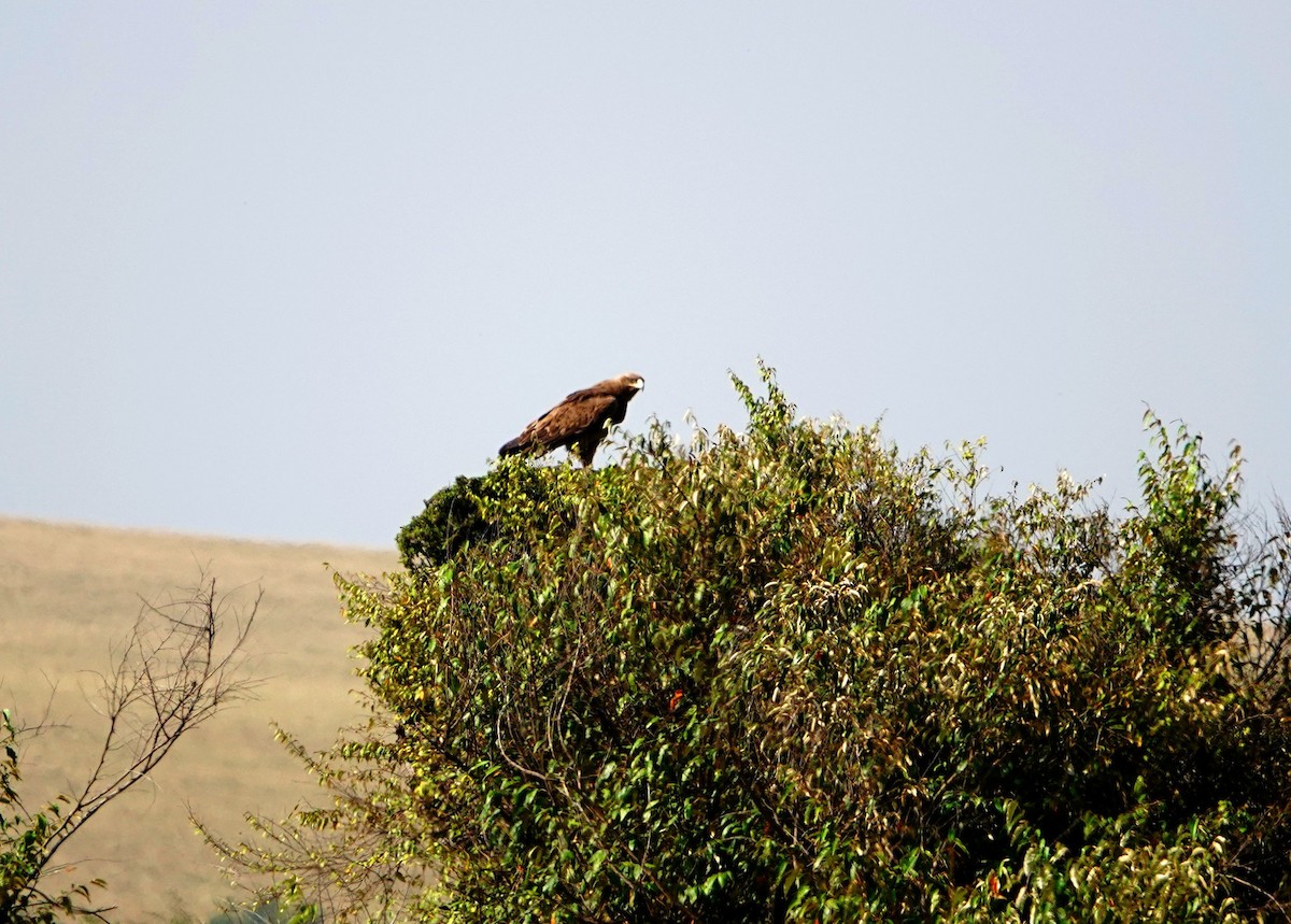 Tawny Eagle - ML643537901