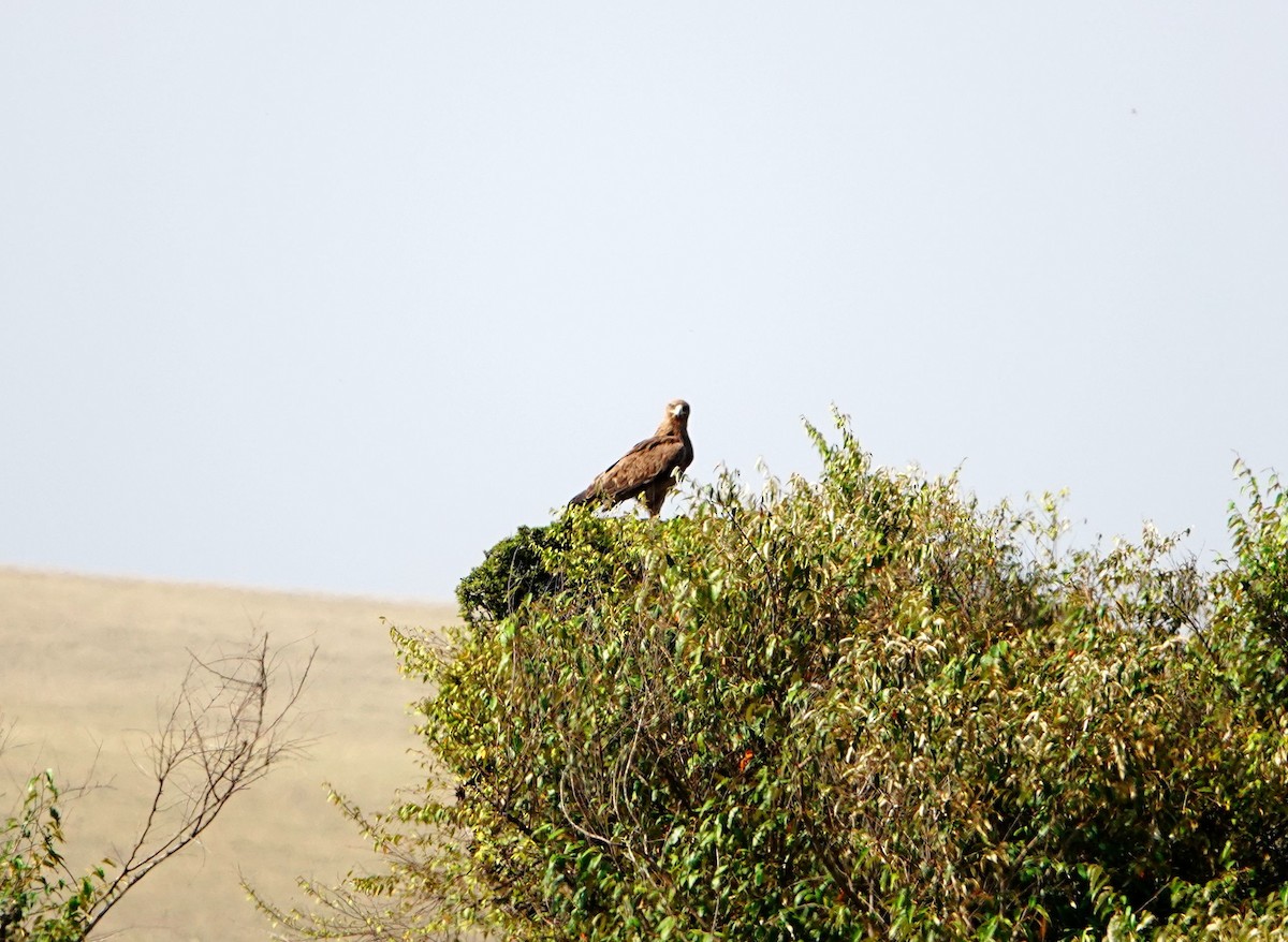 Tawny Eagle - ML643537902