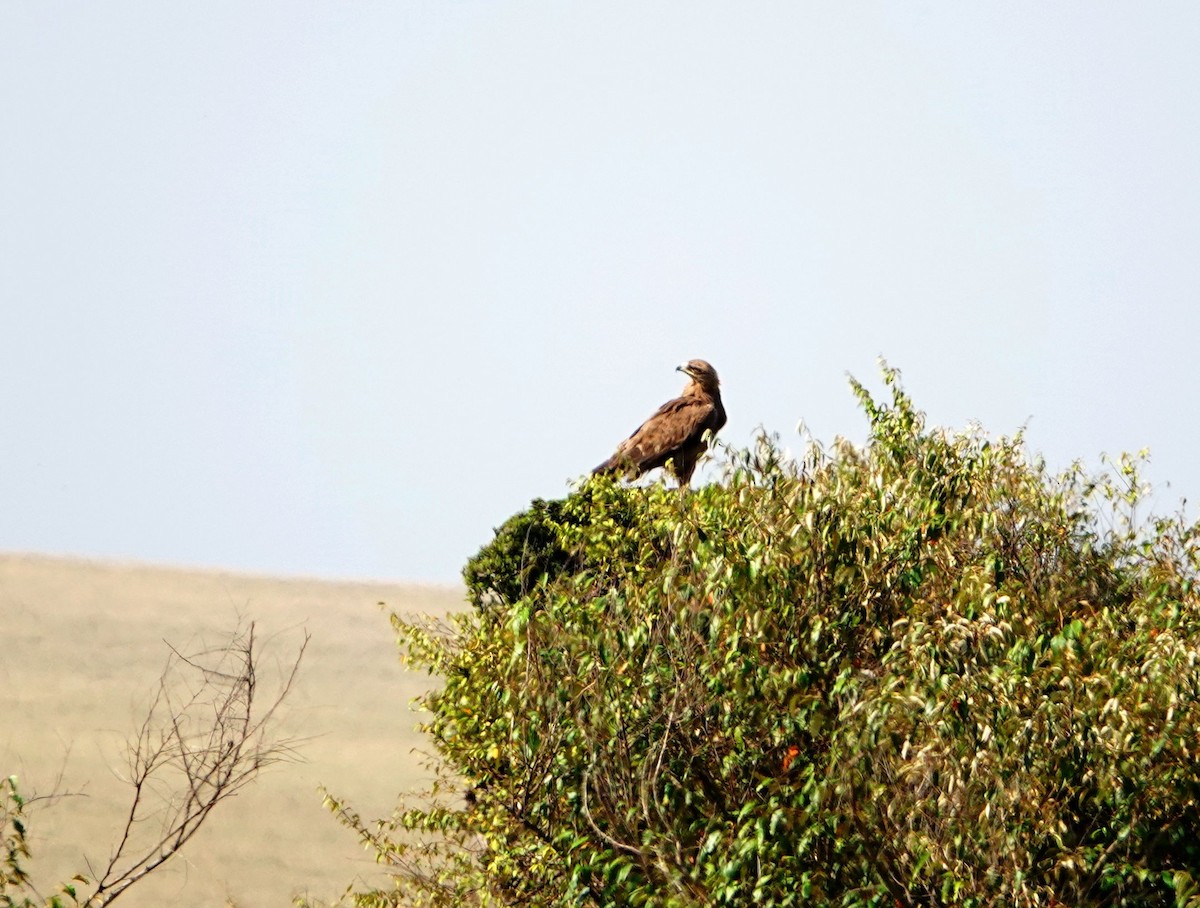 Tawny Eagle - ML643537903