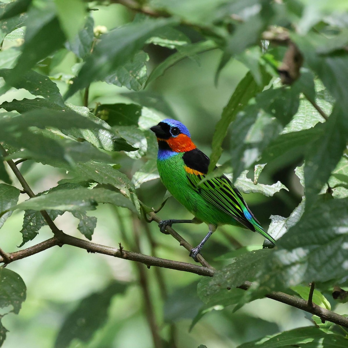 Red-necked Tanager - ML643537905