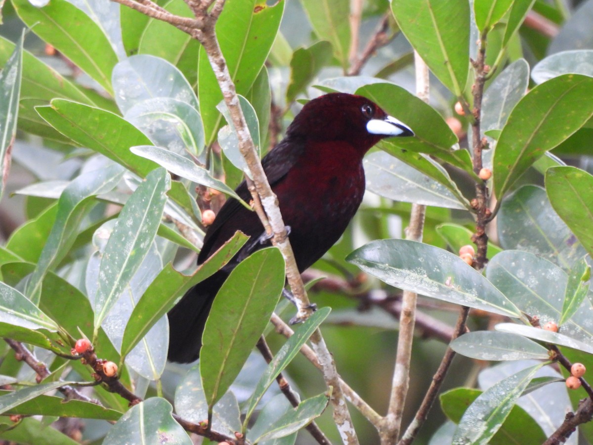 Silver-beaked Tanager - ML643537967