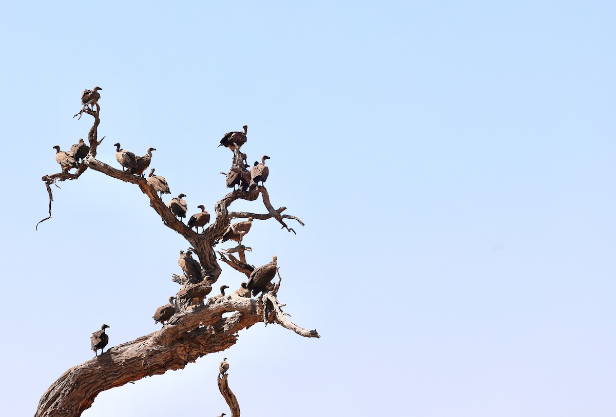 White-backed Vulture - ML643537968