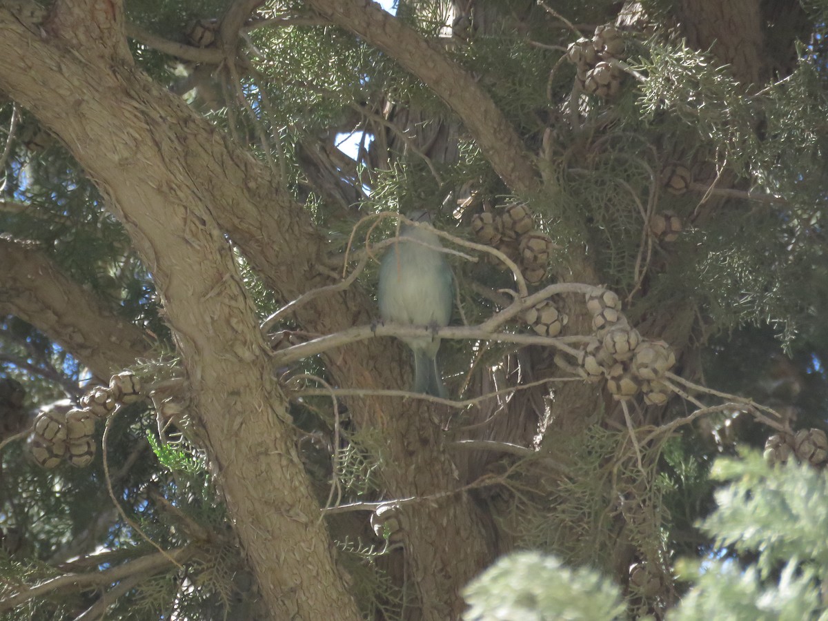 Sayaca Tanager - ML643537969