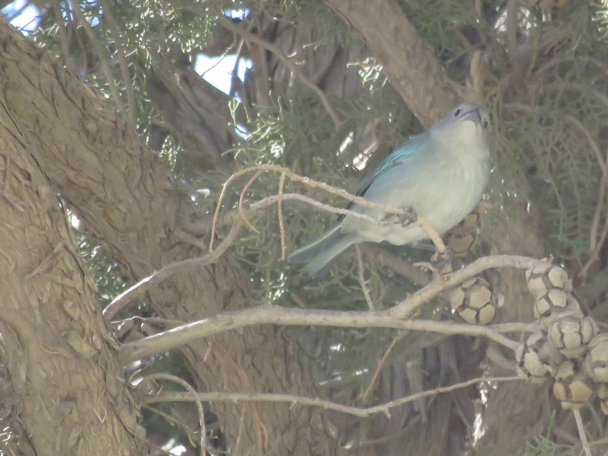 Sayaca Tanager - ML643537970