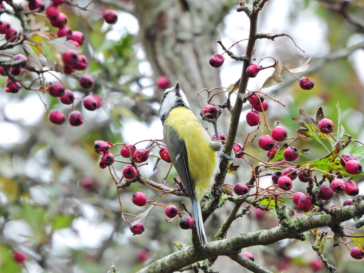 Eurasian Blue Tit - ML643537971