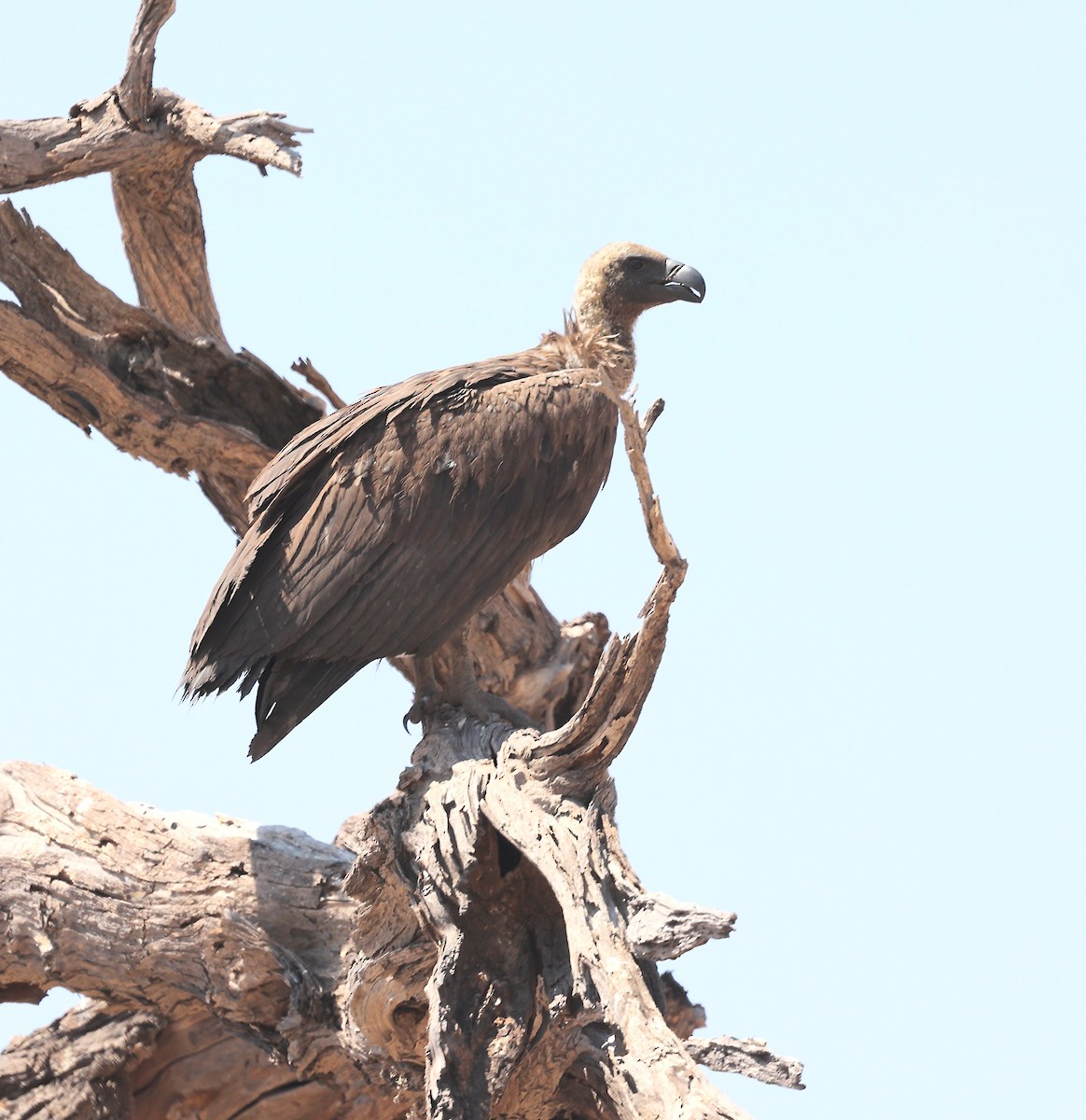 White-backed Vulture - ML643537972