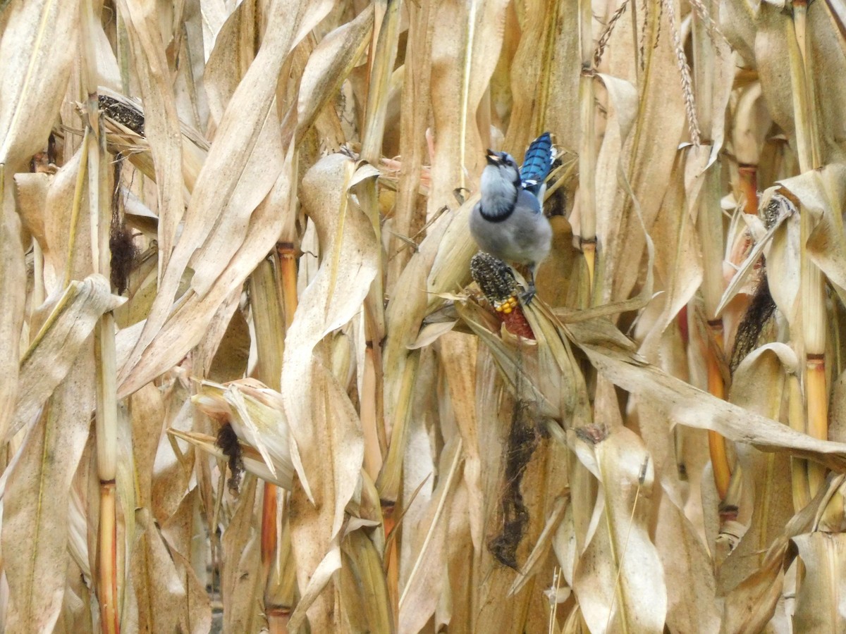 Blue Jay - ML643537973