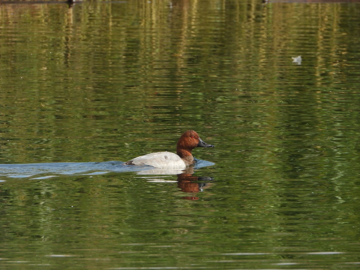 Common Pochard - ML643537978