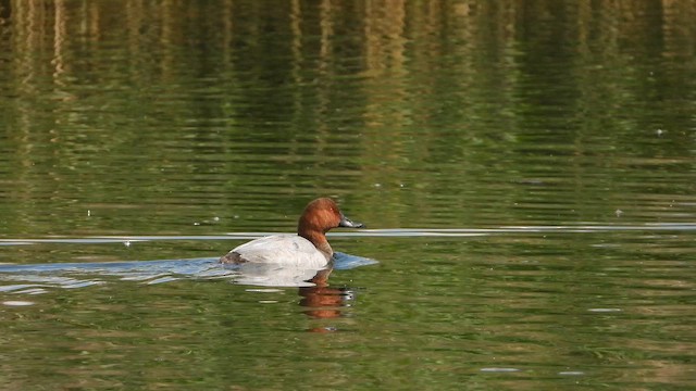 Common Pochard - ML643537980