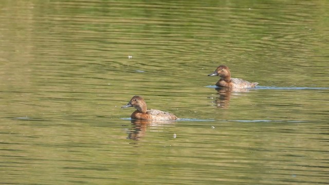 Common Pochard - ML643537985