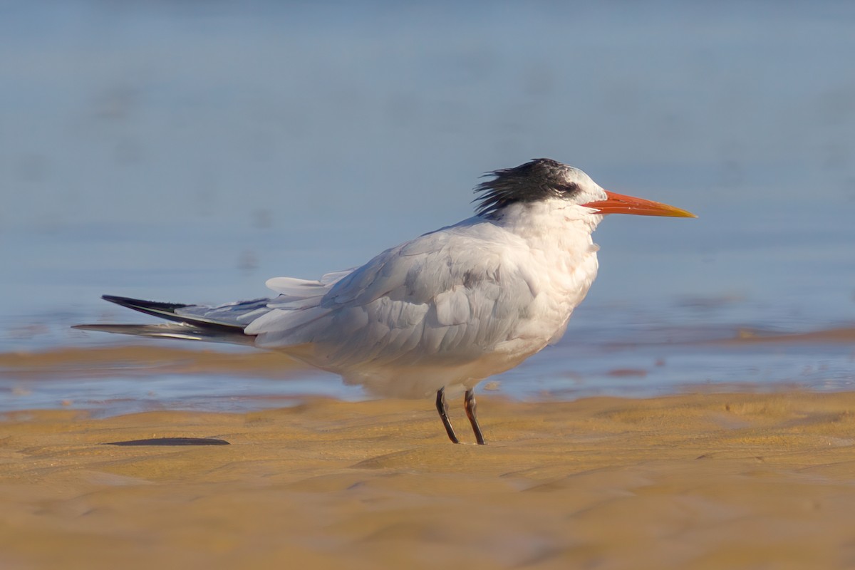 Elegant Tern - ML643537993