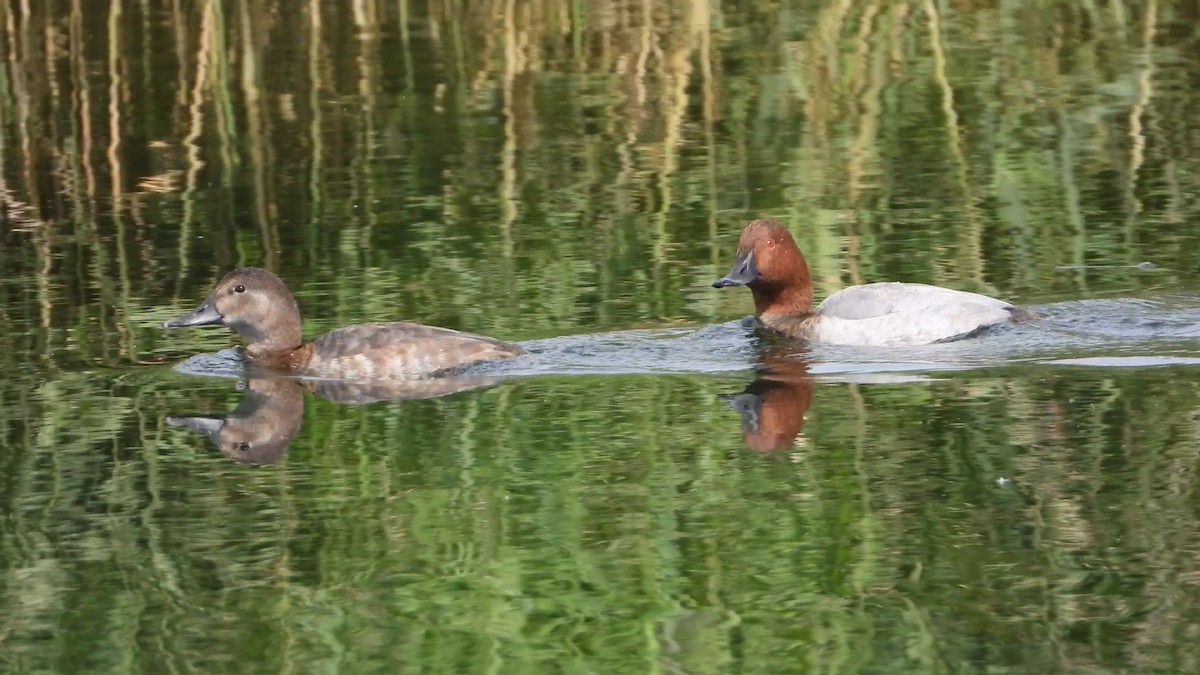 Common Pochard - ML643537994