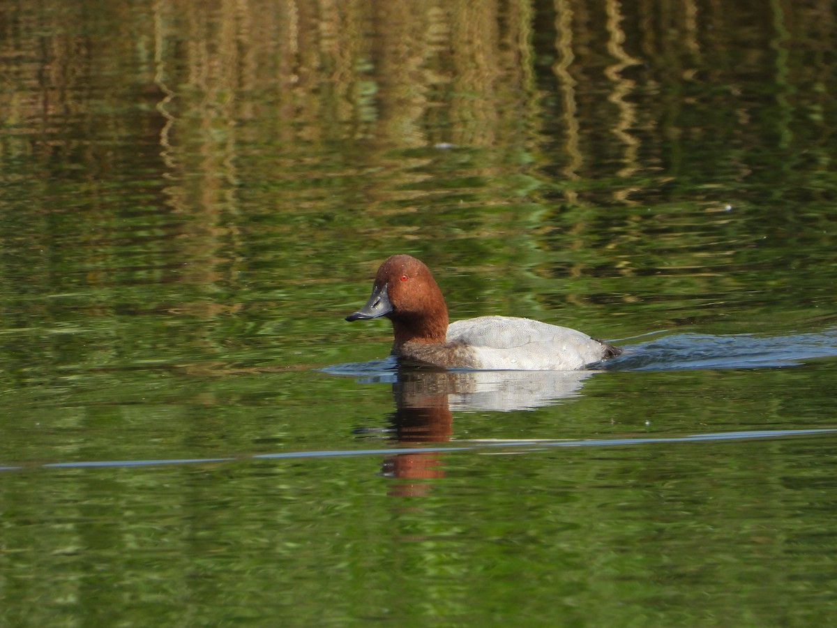 Common Pochard - ML643537995