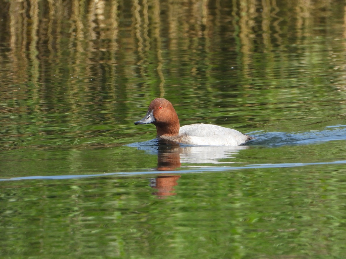 Common Pochard - ML643537996