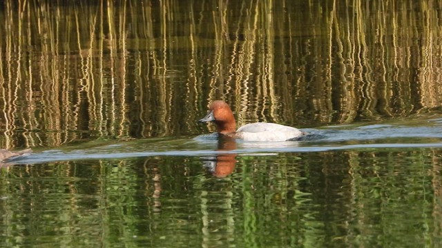 Common Pochard - ML643537997