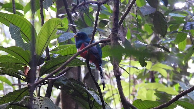 Collared Trogon (Collared) - ML643538001