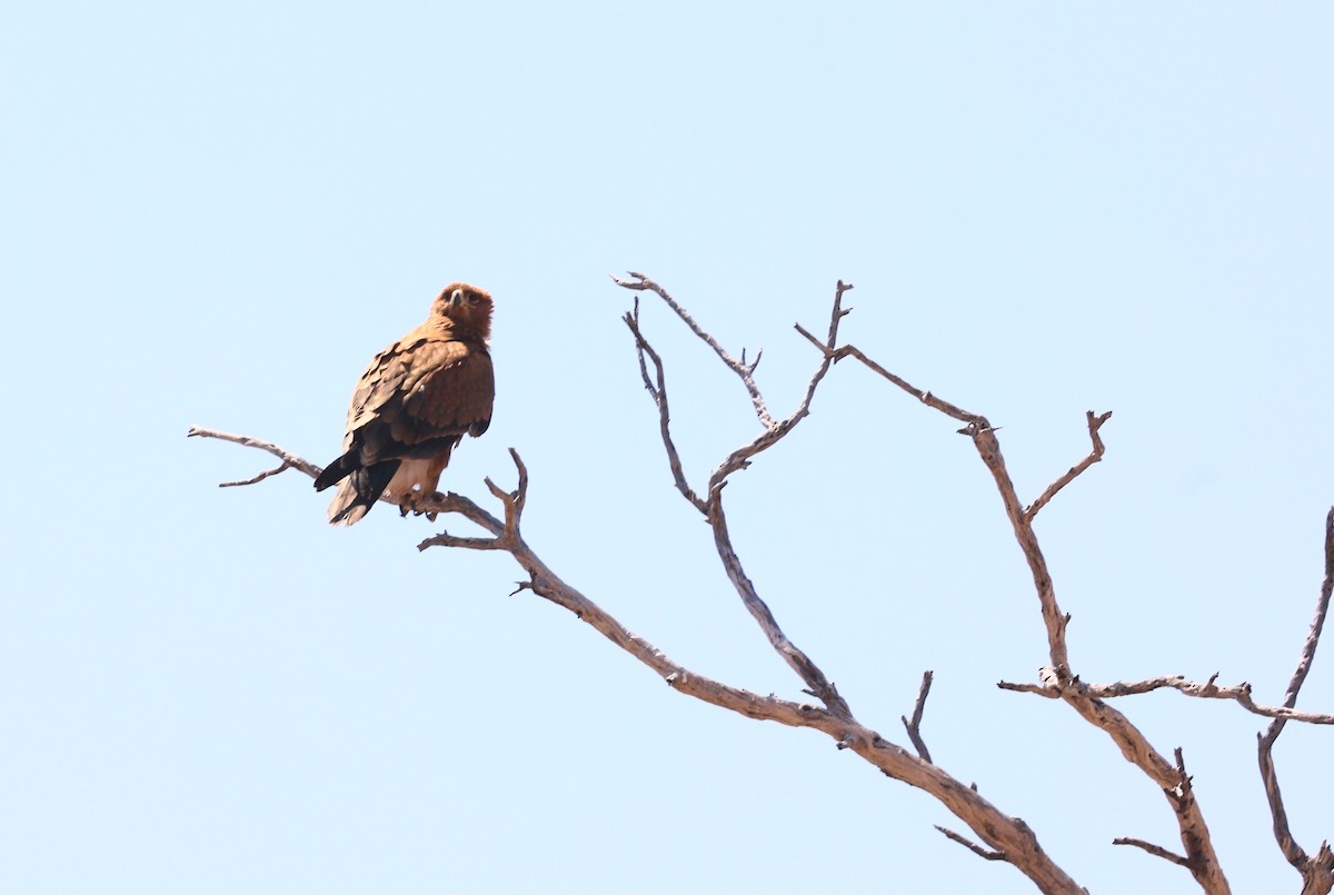 Tawny Eagle - ML643538007