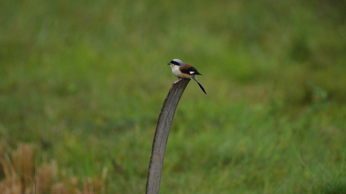 Bay-backed Shrike - ML643538018